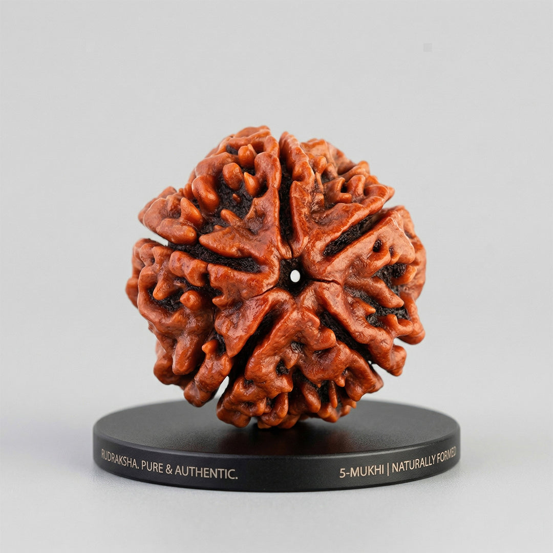 5 Mukhi Rudraksha | Free Gift